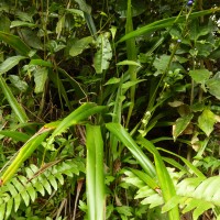 Dianella ensifolia (L.) Redouté